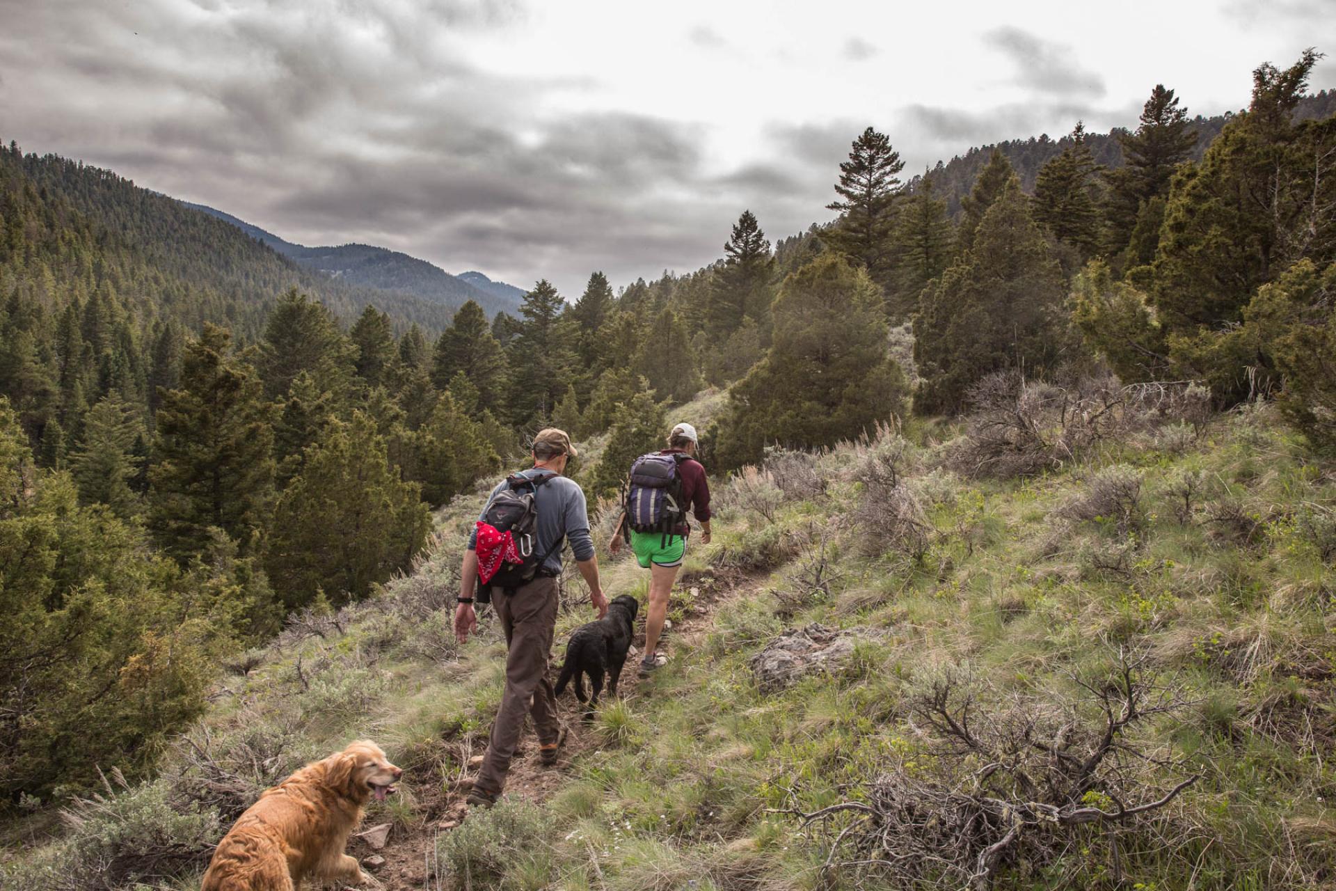 Gallatin National Forest, Montana.