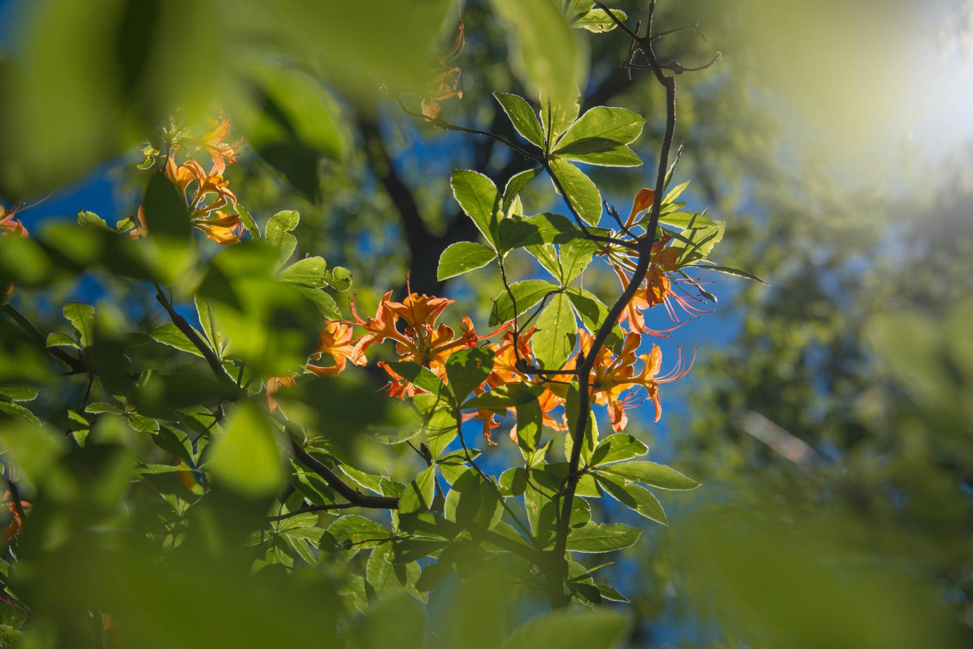 Flowers in Nantahala National Forest, North Carolina