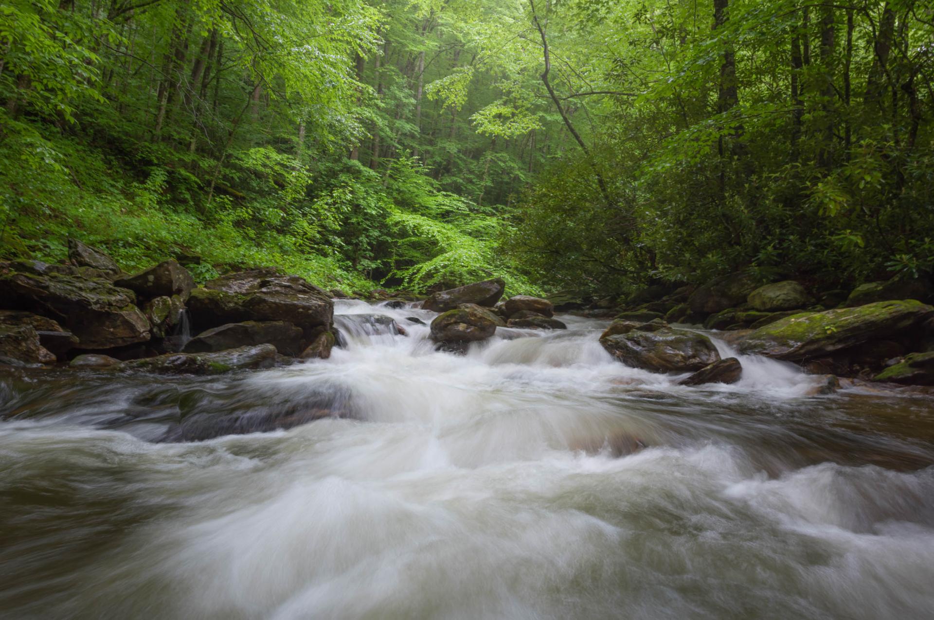 Pisgah National Forest, North Carolina.