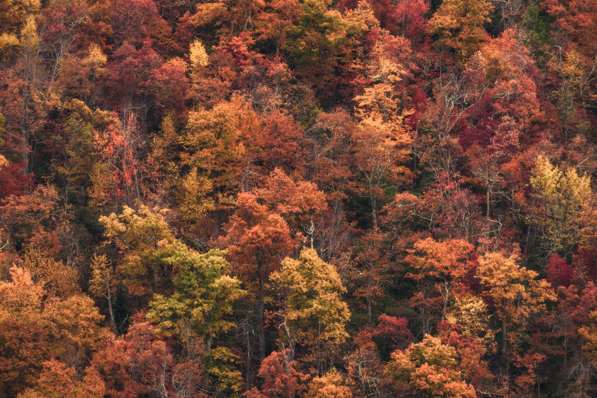 Pisgah National Forest, North Carolina.