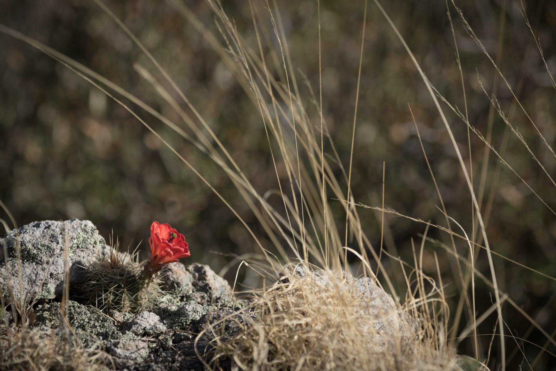 GIla National Forest, New Mexico.