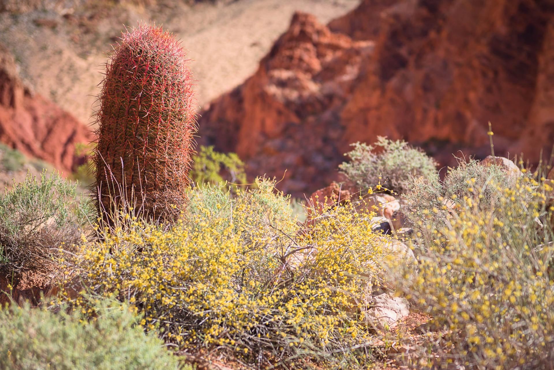 Gold Butte National Monument, Nevada.