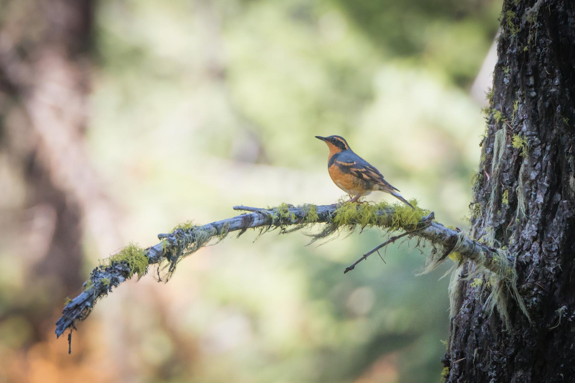 Varied thrush in Cascade-Siskiyou National Monument, Oregon.