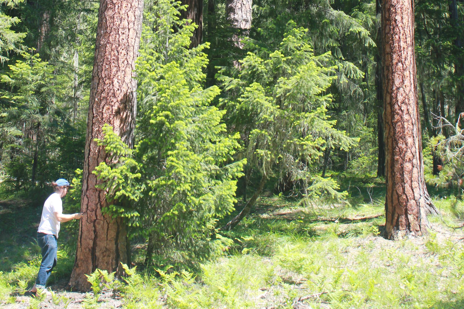 person doing science in old forest