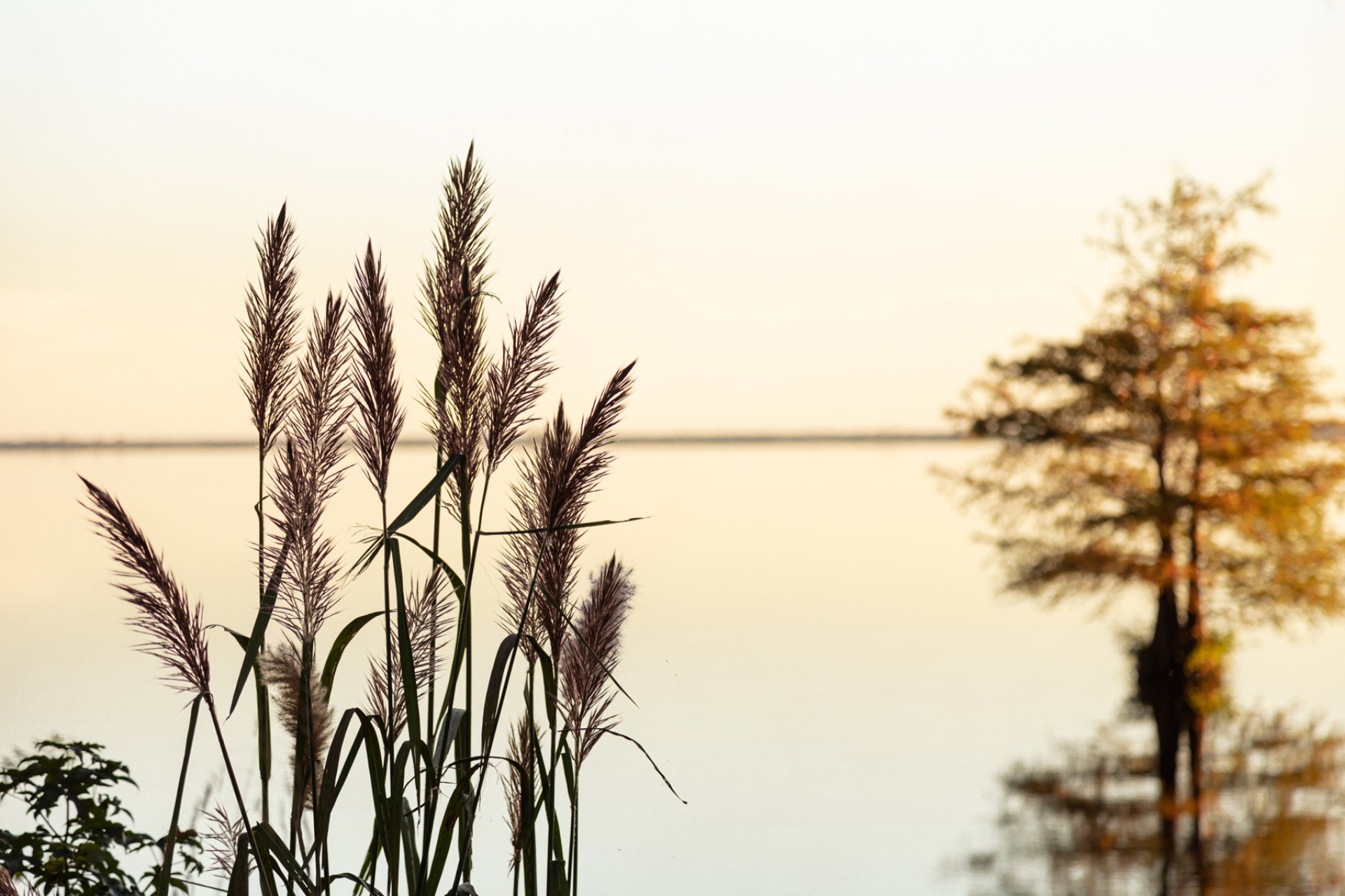 Reeds in the immediate foreground and a tree in the background along the edge of Lake Drummond in Great Dismal Swamp, Virginia