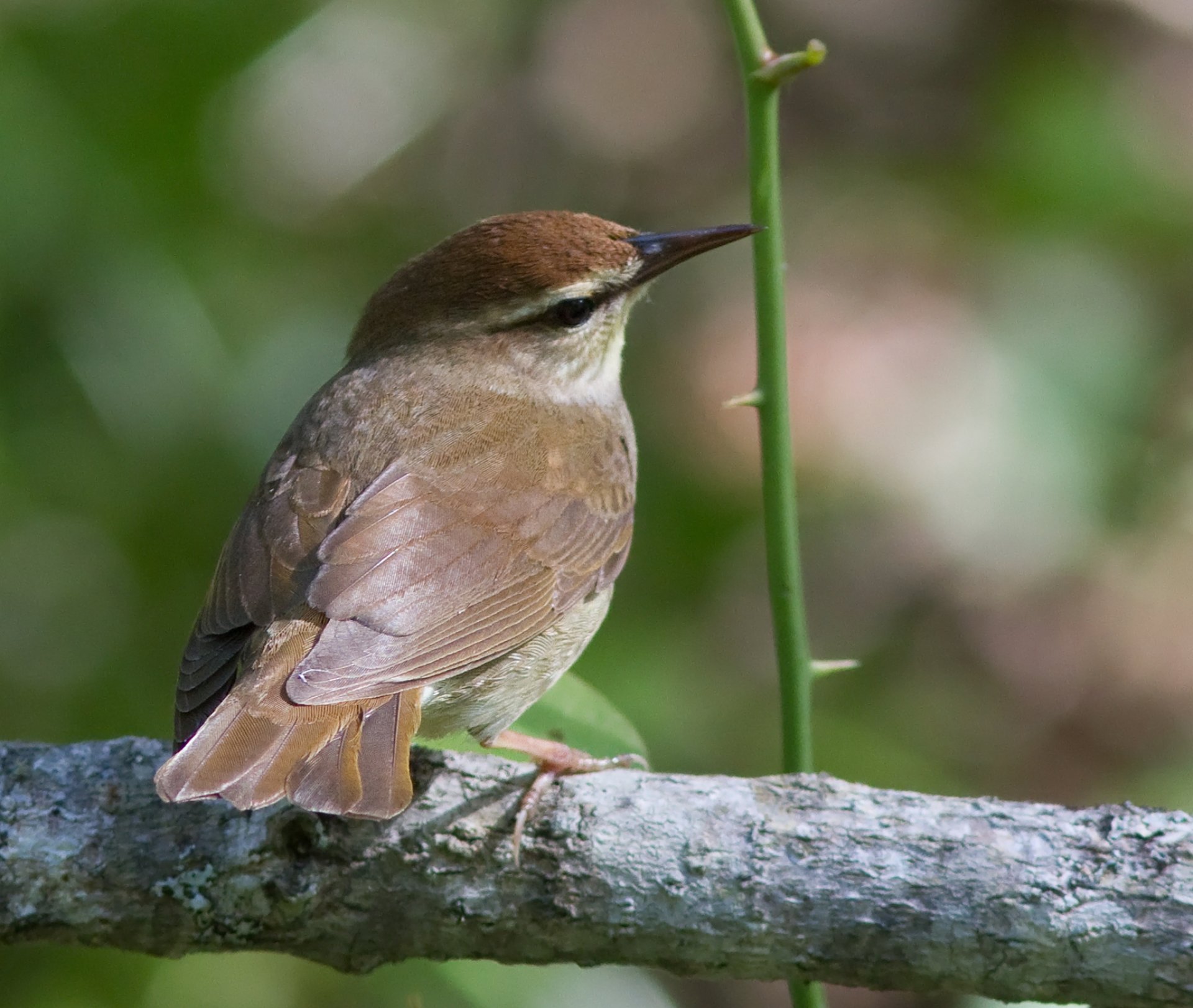 Small brown-headed bird with dark streak near eye perched on branch