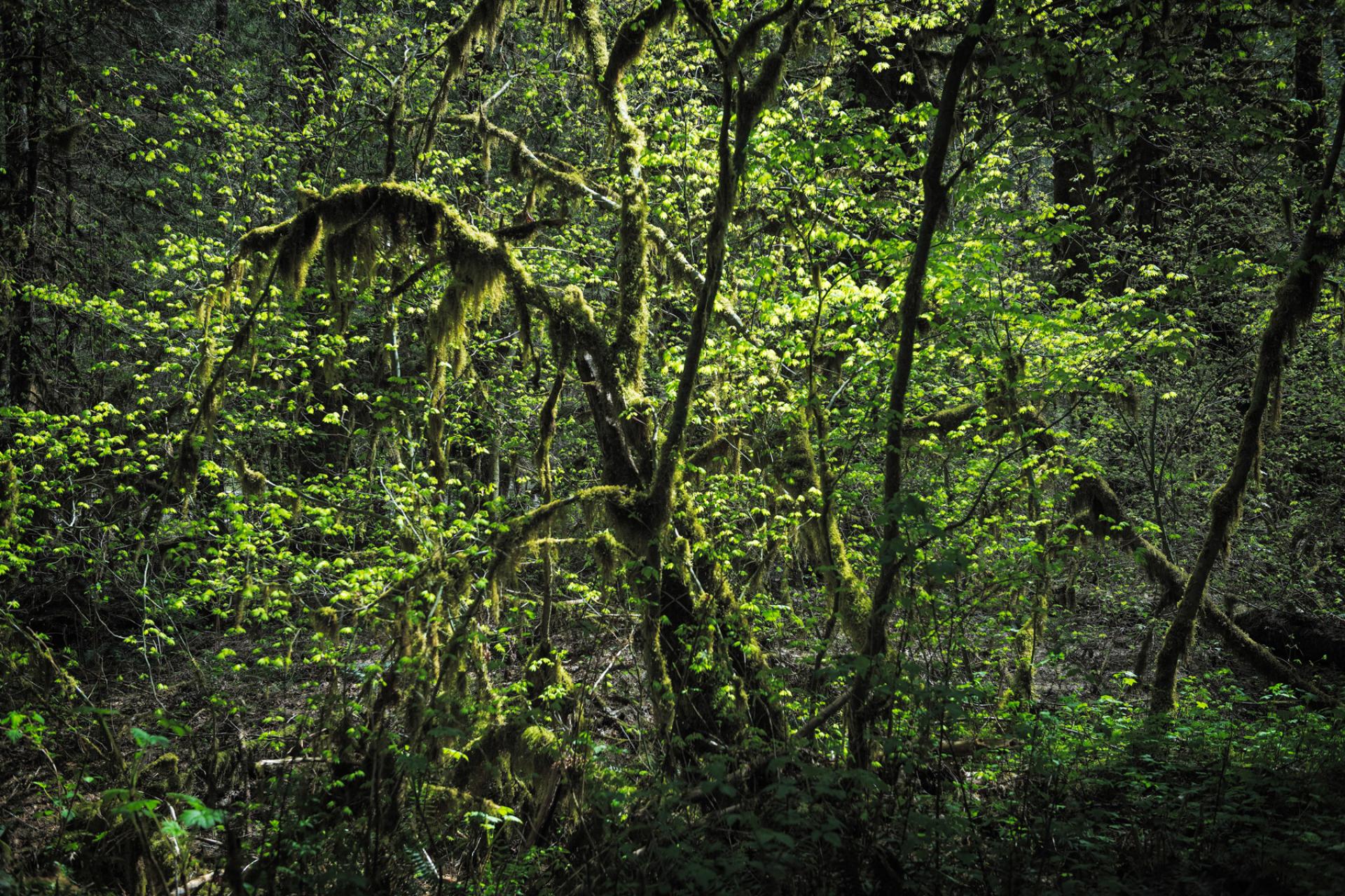 Hidden treasures: America's rainforests