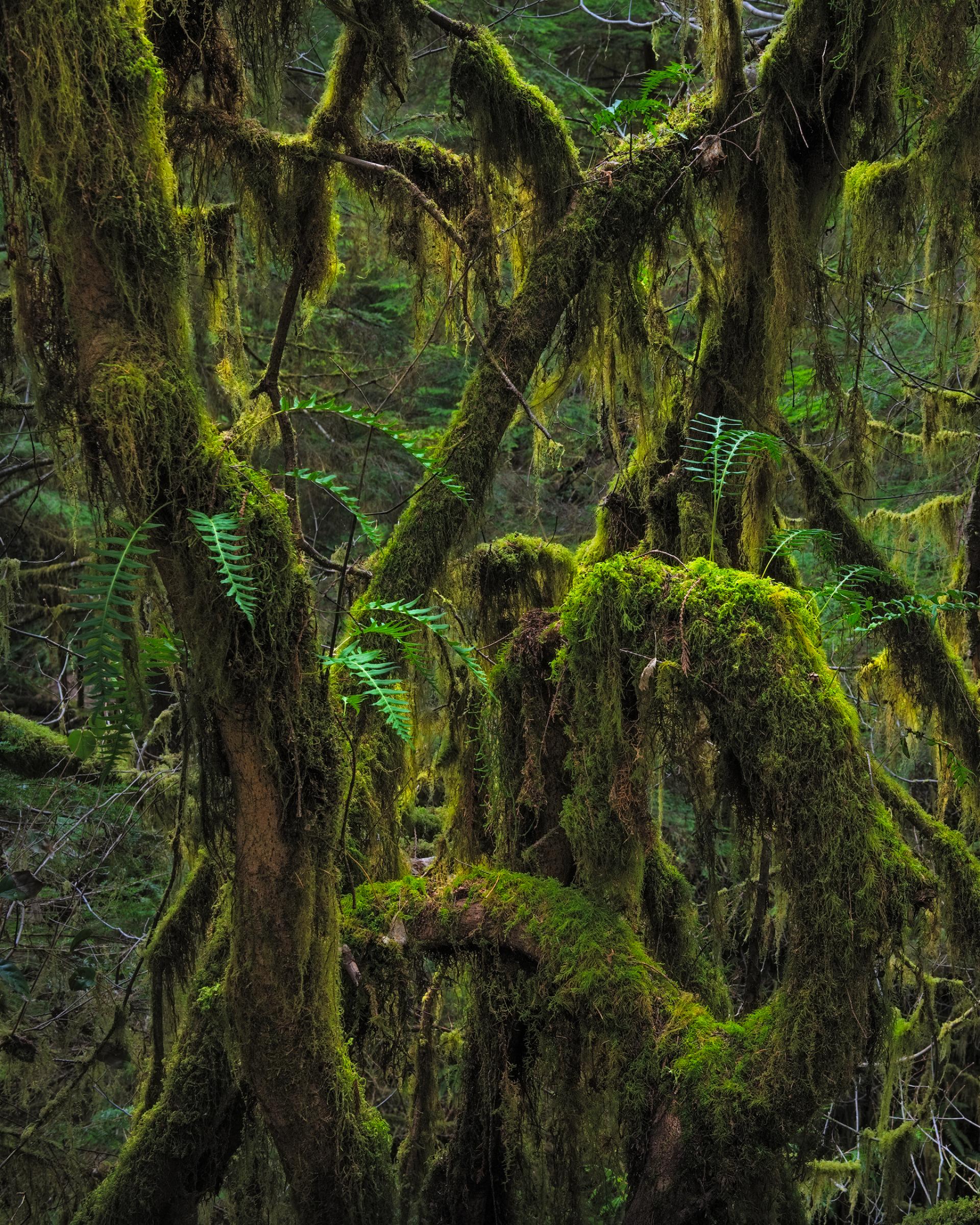 Olympic National Forest, Washington.