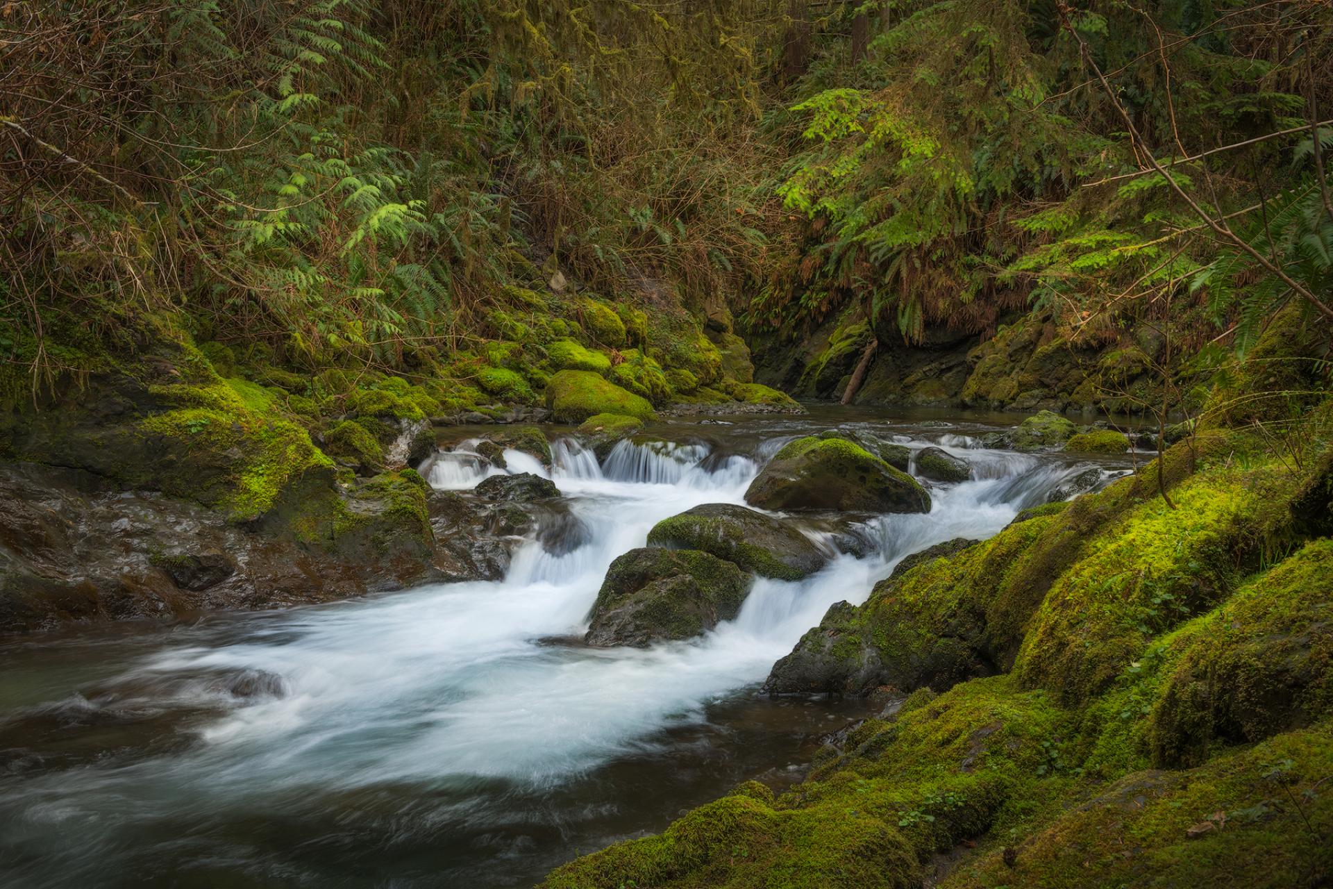 Olympic National Forest, Washington