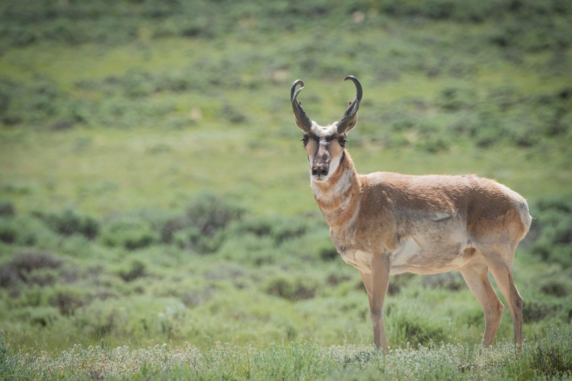 Pronghorn, Northern Red Desert, Wyoming