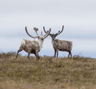 Two caribou face each other in the National Petroleum Reserve-Alaska