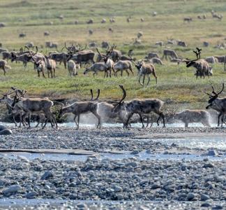 Caribou in the Arctic National Wildlife Refuge
