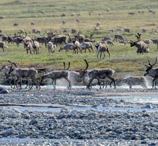 Herd of caribou moving across rocks and shallow water in foreground with grassy plain in the background