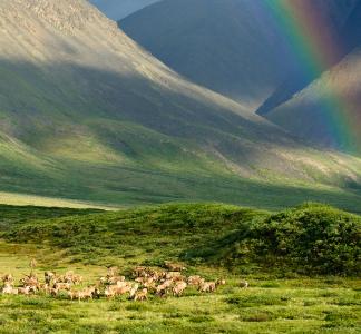 porcupine caribou herd migrating through mountains with a rainbow in the background