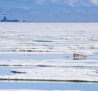 Seal on an ice floe with buildings visible in the distance