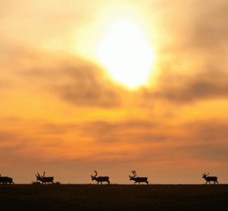 Arctic National Wildlife Refuge, AK.