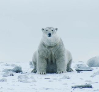 Polar bear in the Arctic National Wildlife Refuge, Alaska.