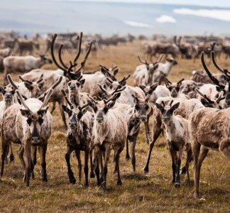 Caribou in Arctic National Wildlife Refuge