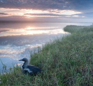 Bird in Arctic National Wildlife Refuge, AK