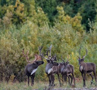 The coastal plain of the Arctic National Wildlife Refuge is the birthing ground of the famed Porcupine Caribou Herd