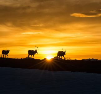 Arctic National Wildlife Refuge