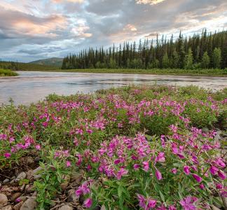 Beaver Creek Wild and Scenic River, AK
