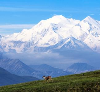 Snowy Denali mountain behind green landscape.