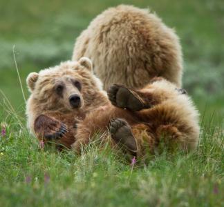 Brown bears in Denali National Park, AK