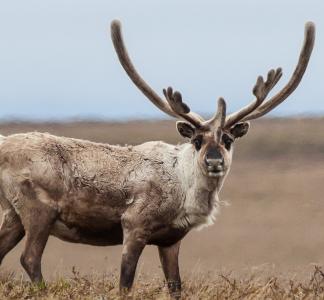 A caribou in the National Petroleum Reserve-Alaska