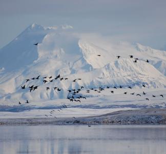 Izembek National Wildlife Refuge, AK