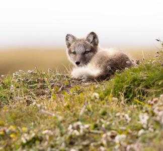 A young Arctic fox rests curled up on a hillside of tundra plants outside its den