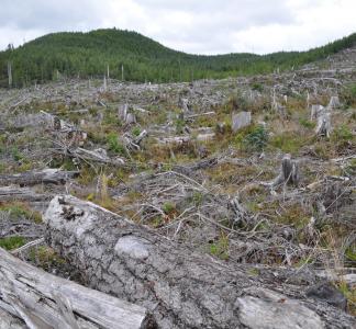Felled trees stretch into the distance in Tongass National Forest, Alaska