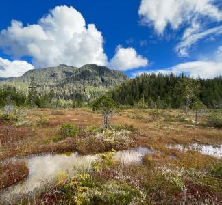 A landscape of mountains draped in evergreen forest under blue, cloudy skies, with swampy land in the immediate foreground