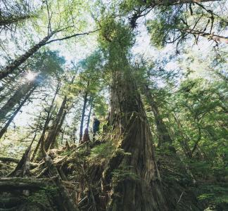 View of tree canopy looking up from forest floor with sun shining through branches overhead; person is visible standing next to tree trunk