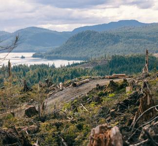 A view of the Tongass National Forest from atop a heavily logged hill.