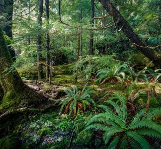 Dense green forest growth, ferns and moss in Tongass National Forest, Alaska