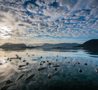 Tongass National Forest 