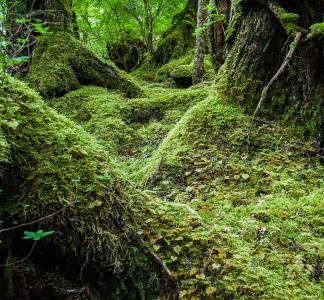 Tongass National Forest, Alaska