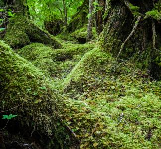 Tongass National Forest, Alaska