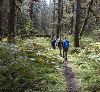 Small group of people walking on a trail that leads through undergrowth in a forest with tall evergreen trees