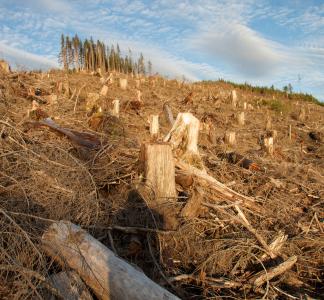 Tree stumps in foreground in Tongass National Forest, Alaska