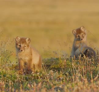 arctic foxes