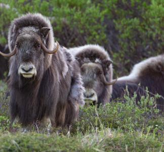 A group of muskoxen face the camera with green plants behind them and growing on the ground