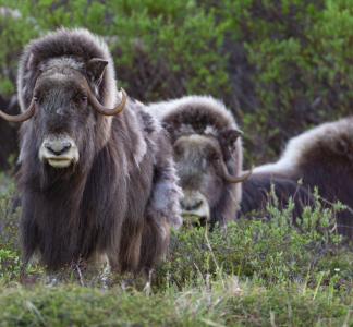 A group of muskox face the camera