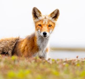 Kigigak Island, Yukon Delta National Wildlife Refuge
