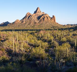 Sunlit mountain in desert landscape with cactuses and other plants in the mid- and foreground