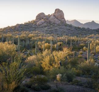 Desert landscape with cacti and sagebrush in the foreground and a rock formation in the background 