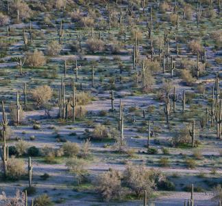 Cactus in Sonoran Desert National Monument, Arizona