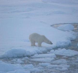 Polar Bear in the Arctic