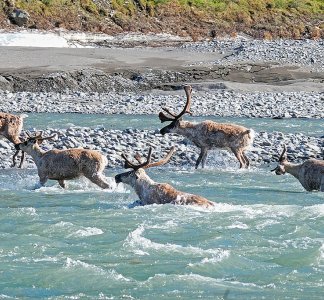 Caribou migrating in the Arctic Refuge